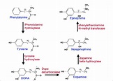 The biosynthetic pathway of dopamine neurotransmitters. Tyrosine ...