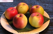 Jonathan, Apfel direkt vom Pflanzenversand der Markenbaumschule bestellen!