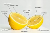 Parts of a citrus fruit - Citrus and Life ~ Exotic and Sustainable ...