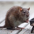 Norway Rat (Mammals of Long Island) · iNaturalist