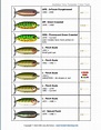 Flatfish Lure Size Chart