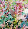 Coppertop Sweet Viburnum (2 Gallon) Flowering Evergreen Shrub with ...
