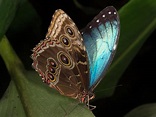 Las mariposas azules que puedes encontrar en el Amazonas - Mi Viaje