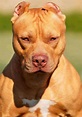 178 best Red nose pits images on Pinterest | Pit bull, Pit bulls and ...