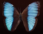 Mariposa Exóticas América Del Sur - Foto gratis en Pixabay