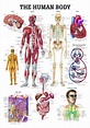 Rudiger Anatomie - The Human Body Laminated Anatomy Chart