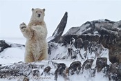 10 datos sorprendentes sobre los osos polares - Greenpeace Chile