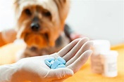 Xanax For Dogs (And 7 Xanax Alternatives) for Treating Anxiety!