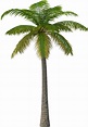 Palm tree PNG transparent image download, size: 1161x1677px