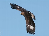 Golden Eagle | KuwaitBirds.org