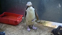 Injured penguin to make full recovery - YouTube
