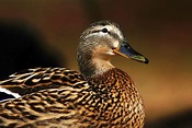 Closeup female duck Free Photo Download | FreeImages