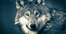 10 Aspectos da Vida Selvagem do Lobo Cinzento | CieBio