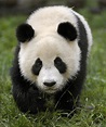 Panda | Lovely & Sweet Wild Animal Fact & Pictures | WildLife Of World