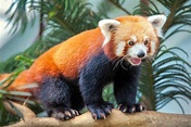 Panda rojo: características de la especie protagonista de Red