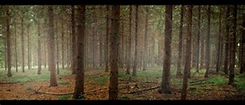 [ den Wald vor lauter Bäumen nicht sehen... ] Foto & Bild | landschaft ...
