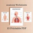 Anatomie-Arbeitsblätter-Paket: 10 druckbare PDF-Dateien - Etsy.de