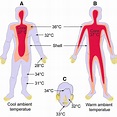 Diagrammatic illustration of body temperature in the human body. a In ...