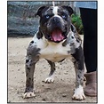 Alapaha Blue Blood Bulldog - The Excellent Guard Dog Breed ⋆ American ...