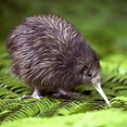 New Zealand Animals Kiwi - Parliamo di uova …ma non necessariamente ...