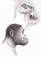 Paranthropus Aethiopicus Skull And Head Photograph by Mauricio Anton