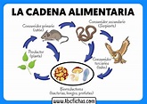 La cadena alimentaria - ABC Fichas