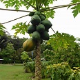 Carica papaya - Arboretum