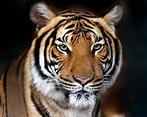 Tigre del Bengala (Panthera tigris tigris) | JuzaPhoto