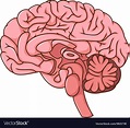 Human brain cartoon Royalty Free Vector Image - VectorStock
