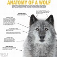 Anatomy Wolf | Wolf Conservation Center