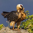 Der Bartgeier - Fokus-Natur.de