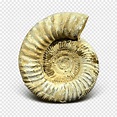 Ammonites Ammolite Gemil Nautilida, fossile, pierre, mollusques png ...