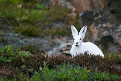 Flora y Fauna de la Tundra: [Características y Ejemplos]