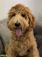 Apricot Goldendoodle ready to mate - Stud Dog in Maryland, United ...