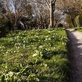 primrose path | Paths, Uk photos, Photo