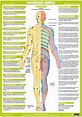 Nervous System Anatomy Posters - Set of 6