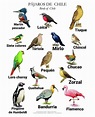 Nombres Y Tipos De Pajaros