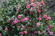 How to Grow and Care for Japanese Camellia