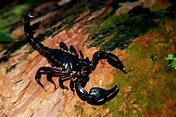 Scorpions, with a sting in their tail - Mashpi Lodge