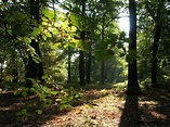 Archaeology and History of Medieval Sherwood Forest: Guest Blog entry ...