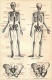 Anatomie du squelette humain, Anatomie squelette, Art à thème anatomie