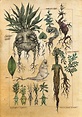 Mandragoras para el bestiario a tinta | Botanical drawings, Botanical ...