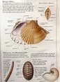 Shell Composition & Characteristics — Jewels of the Sea | 3D Seashell ...