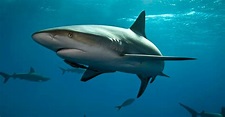 Guía de los tiburones :: Imágenes y fotos