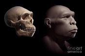 Homo Erectus With Skull Photograph by Science Picture Co - Fine Art America
