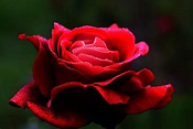 Rosas rojas ¡Significado, propiedades y beneficios!