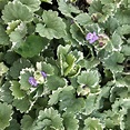 Glechoma hederacea 'Variegata' - Variegated Ground Ivy (3.5" Pot ...