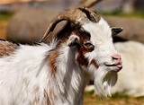 300+ Free Billy Goat & Goat Images - Pixabay