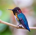 The splendid male bee hummingbird, Cuba 2018. #beehummingbird # ...