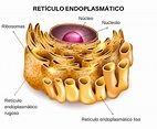 Qué es el retículo endoplasmático (tipos y función) - Enciclopedia ...